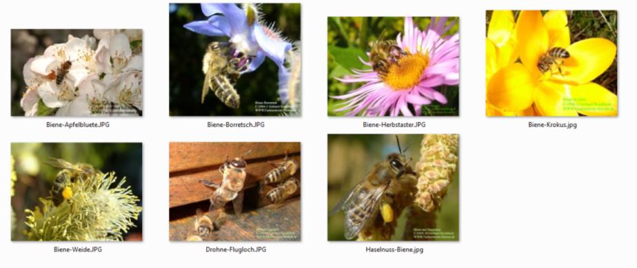 Auswahlseite Bienen