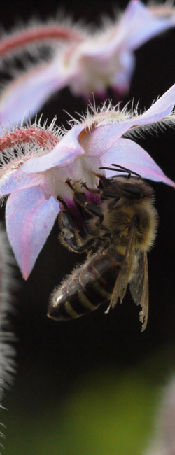 Bild Quelle: Erhard Härtl,. Biene saugt Nektar auf Blüte