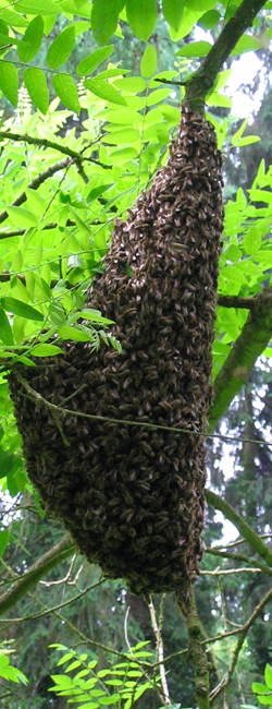 Bild Quelle: Erhard Härtl,. Biene saugt Nektar auf Blüte
